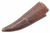 Fossil Fish Fang (Aidachar) - Kem Kem Beds, Morocco #219722-1